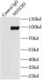 Notch Receptor 3 antibody, FNab05800, FineTest, Immunoprecipitation image 