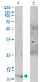 Acylphosphatase 1 antibody, LS-C196612, Lifespan Biosciences, Western Blot image 