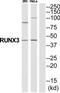 RUNX Family Transcription Factor 3 antibody, TA313560, Origene, Western Blot image 