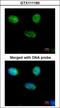 Minichromosome Maintenance Complex Component 3 antibody, GTX111160, GeneTex, Immunofluorescence image 