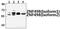 Zinc Finger And SCAN Domain Containing 25 antibody, PA5-75981, Invitrogen Antibodies, Western Blot image 