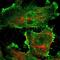 Rho GTPase Activating Protein 23 antibody, NBP1-93587, Novus Biologicals, Immunocytochemistry image 
