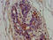 Glutamyl-Prolyl-TRNA Synthetase antibody, CSB-PA007747LA01HU, Cusabio, Immunohistochemistry frozen image 