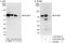 SLAIN Motif Family Member 1 antibody, A303-645A, Bethyl Labs, Western Blot image 