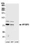 Heterochromatin Protein 1 Binding Protein 3 antibody, A305-840A-M, Bethyl Labs, Western Blot image 