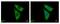 60S ribosomal protein L29 antibody, PA5-27545, Invitrogen Antibodies, Immunofluorescence image 