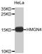 High Mobility Group Nucleosomal Binding Domain 4 antibody, MBS127317, MyBioSource, Western Blot image 