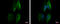 SEC23 Interacting Protein antibody, GTX115597, GeneTex, Immunocytochemistry image 