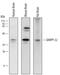 Protein phosphatase 1 regulatory subunit 1B antibody, AF6259, R&D Systems, Western Blot image 