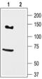 Potassium voltage-gated channel subfamily H member 7 antibody, PA5-77627, Invitrogen Antibodies, Western Blot image 