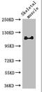 RB Transcriptional Corepressor Like 1 antibody, A63290-100, Epigentek, Western Blot image 