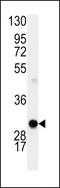 Cyclin D1 antibody, LS-B3452, Lifespan Biosciences, Western Blot image 