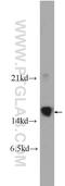 Caspase 3 antibody, 25546-1-AP, Proteintech Group, Western Blot image 