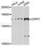 Centrosome and spindle pole-associated protein 1 antibody, orb374329, Biorbyt, Western Blot image 