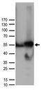 Cyclin A2 antibody, TA890057, Origene, Western Blot image 