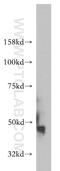 VSIG3 antibody, 14003-1-AP, Proteintech Group, Western Blot image 