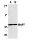 TNF Superfamily Member 13b antibody, AP05831PU-N, Origene, Western Blot image 