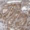 Spastin antibody, HPA017311, Atlas Antibodies, Immunohistochemistry frozen image 