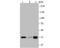 Pleckstrin Homology, MyTH4 And FERM Domain Containing H1 antibody, NBP2-75622, Novus Biologicals, Western Blot image 