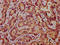 Uronyl 2-Sulfotransferase antibody, LS-C681677, Lifespan Biosciences, Immunohistochemistry paraffin image 