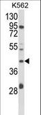 Coenzyme Q3, Methyltransferase antibody, LS-C166948, Lifespan Biosciences, Western Blot image 