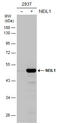 DNA-(apurinic or apyrimidinic site) lyase Neil1 antibody, GTX129608, GeneTex, Western Blot image 