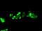 Serine And Arginine Rich Splicing Factor 1 antibody, ab129108, Abcam, Immunocytochemistry image 