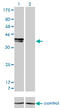 ISL LIM Homeobox 1 antibody, LS-C197548, Lifespan Biosciences, Western Blot image 