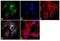Cytochrome P450 Family 3 Subfamily A Member 5 antibody, MA3-032, Invitrogen Antibodies, Immunofluorescence image 