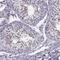 H1 Histone Family Member O Oocyte Specific antibody, PA5-58200, Invitrogen Antibodies, Immunohistochemistry frozen image 