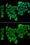 Ras Homolog Family Member H antibody, GTX32839, GeneTex, Immunofluorescence image 