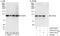 P113 antibody, A303-511A, Bethyl Labs, Immunoprecipitation image 