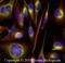 MITA antibody, NBP2-24683, Novus Biologicals, Immunocytochemistry image 