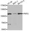 Plakophilin 2 antibody, LS-B15415, Lifespan Biosciences, Western Blot image 