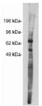Netrin 1 antibody, AP05263SU-N, Origene, Western Blot image 