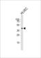 T-Box 1 antibody, LS-B10717, Lifespan Biosciences, Western Blot image 