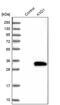 KxDL Motif Containing 1 antibody, PA5-59641, Invitrogen Antibodies, Western Blot image 