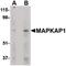 MAPK Associated Protein 1 antibody, PA5-20362, Invitrogen Antibodies, Western Blot image 