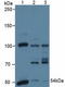 Pyruvate Dehydrogenase Complex Component X antibody, LS-C374911, Lifespan Biosciences, Western Blot image 
