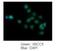 X-Ray Repair Cross Complementing 5 antibody, NBP1-56408, Novus Biologicals, Immunocytochemistry image 