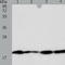 Diablo IAP-Binding Mitochondrial Protein antibody, TA324294, Origene, Western Blot image 