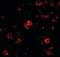 Nanos homolog 3 antibody, orb94262, Biorbyt, Immunofluorescence image 