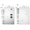 Cytochrome P450 Family 2 Subfamily C Member 8 antibody, NBP1-88054, Novus Biologicals, Western Blot image 