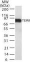 ANTXR Cell Adhesion Molecule 1 antibody, MA1-91702, Invitrogen Antibodies, Western Blot image 