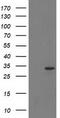 Haloacid Dehalogenase Like Hydrolase Domain Containing 2 antibody, CF502847, Origene, Western Blot image 