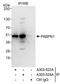 Pabp2 antibody, A303-524A, Bethyl Labs, Immunoprecipitation image 