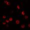 CASK Interacting Protein 2 antibody, A13821, Boster Biological Technology, Immunofluorescence image 