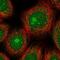Zinc Finger Protein 354A antibody, NBP2-13568, Novus Biologicals, Immunofluorescence image 