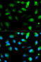 F11 Receptor antibody, 14-406, ProSci, Immunofluorescence image 