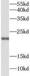 Claudin 1 antibody, FNab01732, FineTest, Western Blot image 